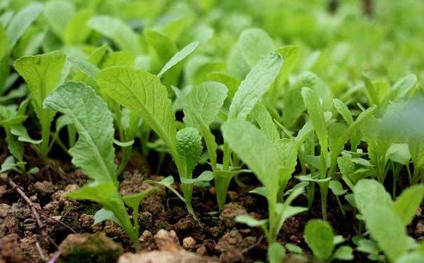 什么是富氧菜苗？富氧菜苗种植技术。
